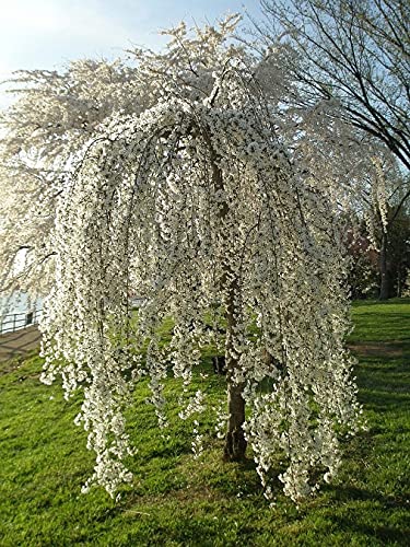 2 Live White Weeping Japnanese Cherry Plant 6-10'' Tall Plant - Cherry Blossom for Gardening (No Ship CA)