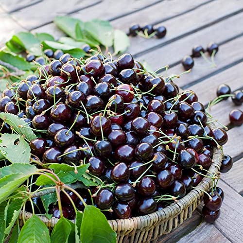 Rare Live Black Sour Sweet Delicious Cherry Organic Tree, Plant 2-4" in Pot