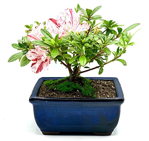 Live Azalea Bonsai Tree | Indoor/Outdoor | 100% Handcrafted| Home and Office Dcor | Best Gift for Holiday (Style 7)