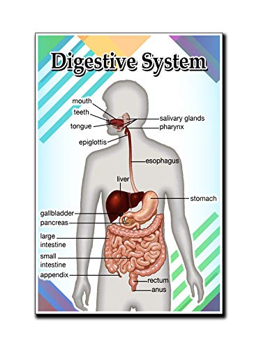Digestive System Poster Quote Motivational Educational Inspirational School Elementary Homeschool 12-Inches by 18-Inches Print Wall Art CAP00119, Classroom