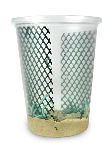 75ct Live Hornworms (3 Cups of 25ct) by DBDPet | Live Arrival is Guaranteed