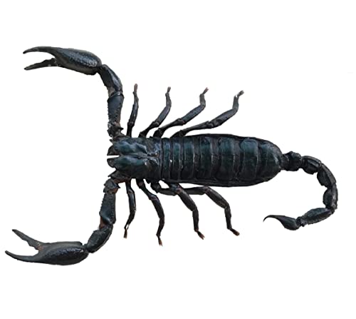 vinatimes Pack of 6 Real Giant Scorpion 7 Large Beetle Insect Bug Entomology Taxidermy Oddity Taxadermy SCOR-06