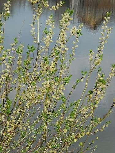 Greenwood Nursery/Live Shrub Plants - 'Hakuro-Nishiki' Japanese Dappled Willow + Salix Integra - [Qty: 1x Quart Pot] - (Click for More Options/Quantities)