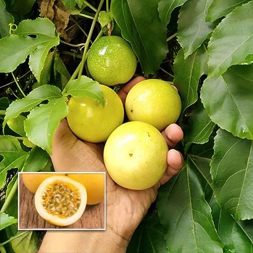 Yellow Passionfruit Plant Live Passion Fruit Lilikoi from 4 Inc Planting Indoor Outdoor Ornaments Perennial Garden Simple to Grow Pot