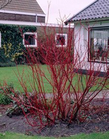 Red Twig Dogwood - 3 Gallon