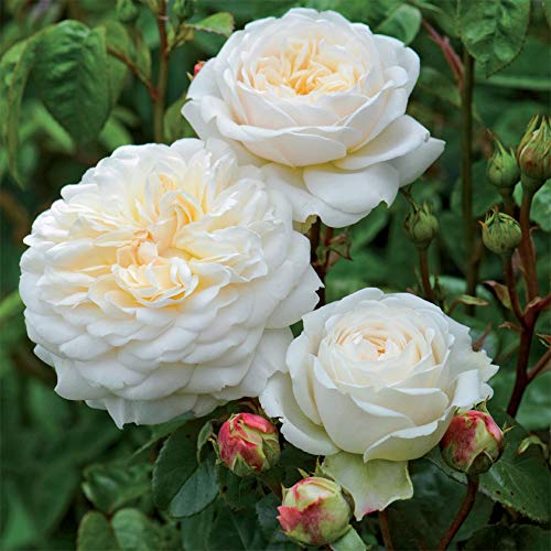 Heirloom Roses Rose Bush - The Tranquillity David Austin English Plant, Live White Nearly Thornless Plants for Outdoors, White Own Root Bushes for Planting, One Gallon Potted Outdoor Flowers
