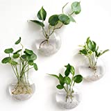 Mkono Wall Hanging Glass Terrariums Planter Oblate Flower Vase for Hydroponics Plants, Home Office Living Room Decor, Set of 4
