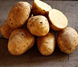 Golden Yukon Nuggets Heirloom Potato Seed 3lbs Virus Free Non GMO