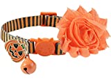 BoomBone Fall Cat Collar with Bell and Pumpkin Charm