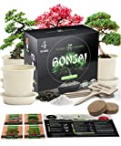 Bonsai Tree Kit | All in One Premium Bonsai Tree Starter Kit | Gardening and Plant Gift for Hobby Gardeners | 4 Unique Variety of Bonsai Trees | Holiday Craft Gifts for Adults, Moms, Men, Women