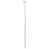 Axis Scientific Fibula Bone Model | Right | Cast from a Real Human Fibula Bone l Lower Leg Bone Model Has Realistic Texture and Important Bony Landmarks | Includes Product Manual | 3 Year Warranty