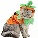 Bolbove Pet Pumpkin Costume for Cats & Small Dogs Party Halloween Cosplay Free Size Orange (Hat+Clothes)