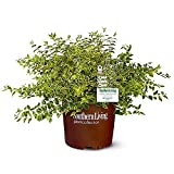 Southern Living Miss Lemon Abelia, 2 Gal, Yellow