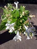 (1 Gallon) ABELIA 'ROSE CREEK', Astounding, DWARF, Foliage in Spring Emerges Delightfully Pinkish, Turns to a Vibrant green. Compact Evergreen with Very Impressive Burgandy to Green Leaves, Compact and Dense Shrub, Small, White Flowers with a Long Blooming Season