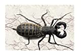 Insectsales.com Live Vinegaroon-Whiptail Scropion (Mastigoproctus Giganteus) Fun Pet - Educational
