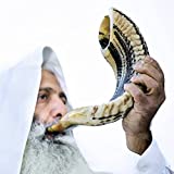 Kosher Ram Shofar Horn from Israel 14-16" Traditional Half Polished Ram Shofar, Holy Land Easy Blowing Ancient Jewish Musical Instrument, Smooth Mouthpiece for Easy Blowing, Clear Sound Shofar