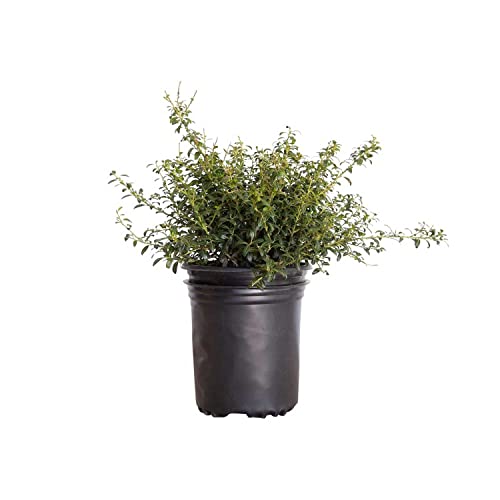 Soft Touch Holly (2.5 Quart) Finely Textured Compact Evergreen Shrub - Full Sun Live Outdoor Plant - Ilex crenata