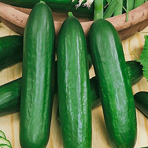 CEMEHA SEEDS Cucumber Emilia F1 Long Giant Vine Self-pollinated Vegetable Hybrid Non-GMO for Planting