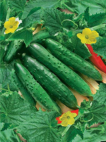 CEMEHA SEEDS Cucumber April F1 Giant Vine Self-pollinated Vegetable Non-GMO