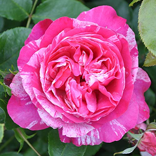Raspberry Cream Twirl Climbing Rose by Heirloom Roses - Live Climbing Roses