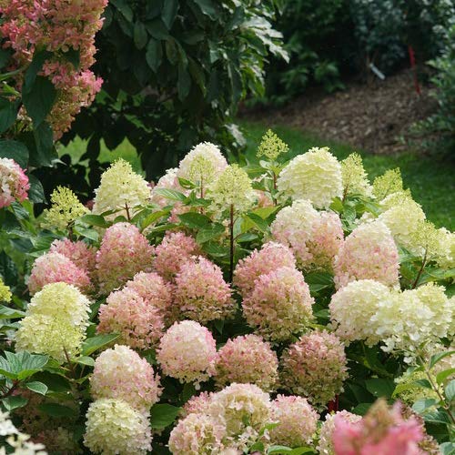 Live plant from Green Promise Farms Hydrangea pan. Fire Light Tidbit (Panicle) Shrub, 3 Size Container Proven Winners, Dwarf White to Pink Flowers
