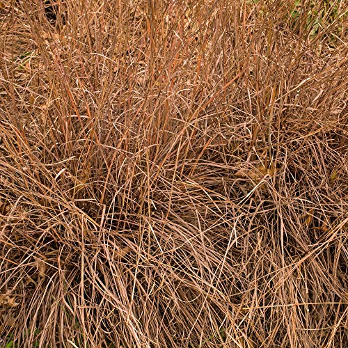 Outsidepride Little Bluestem Native, Ornamental, Prairie, Drought Resistant Grass Seed - 1 LB