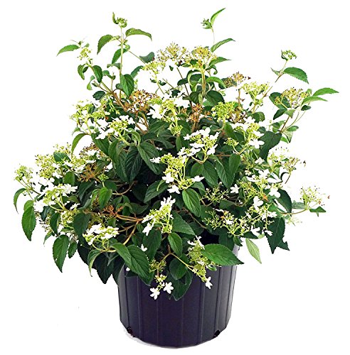 Viburnum p. t. 'Summer Snowflake' (Doublefile Viburnum) Shrub, white flowers, #2 - Size Container