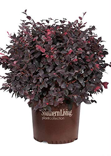 Southern Living Plant Collection 2.5 Qt - Red Diamond Compact Loropetalum, Compact Evergreen Shrub with Deep Purple Foliage and Red Ribbon Blooms