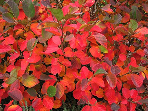 Fothergilla Gardenii Bush - White Flowering Shrub & Red Fall Color - Live Plant Shipped 1 to 2 Feet Tall (No California)