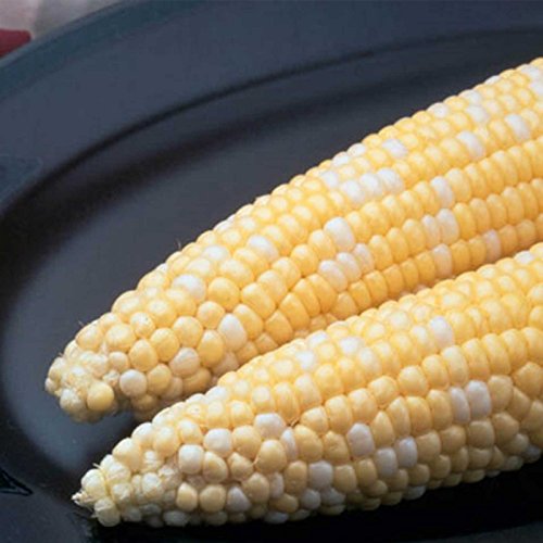 Ambrosia Hybrid Corn Garden Seeds (Treated) - 5 Lb ~10,400 Seeds - Non-GMO, Bi-Color SE Vegetable Gardening Seeds - Yellow & White