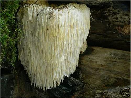 Lions Mane Mushroom Plug Spawn 100 Plugs ~ Crab Flavor ~ Mycelium Log Grow Kit