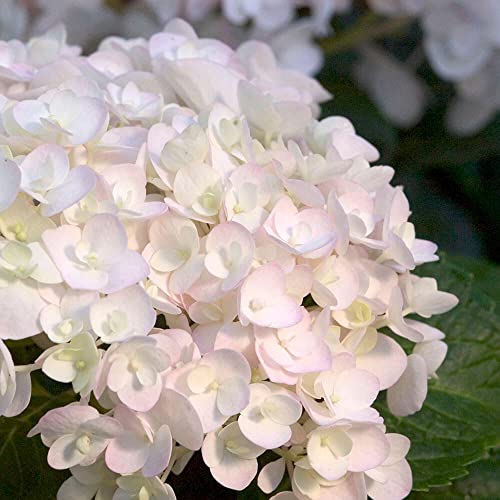 Endless Summer Blushing Bride Hydgrangea, (1 Gallon) Pure White Semi Double Blooms - Light Pink Bigleaf Shrub