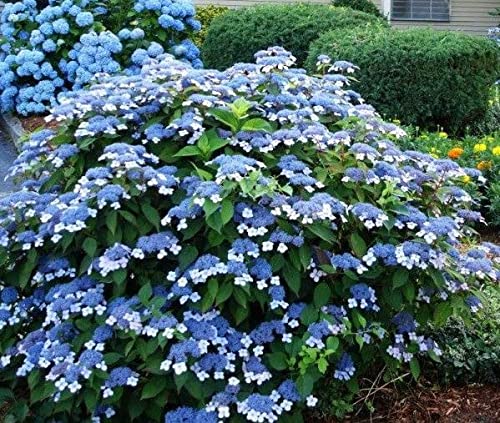 ( 1 ) - Blue Bird Lacecap Hydrangea - Starter Plant ( XL ) ( 1 Live Plant )