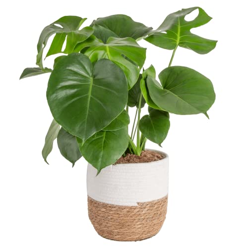 Costa Farms Monstera, Live Indoor Plant, Swiss Cheese Plant in Premium Natural Weave Decor Planter, Beautiful Potted Houseplant, Tropical Decor, Home Decor, Room Decor, Office Decor, 2-3 Feet Tall