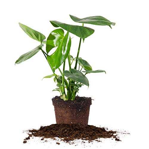 Perfect Plants Monstera Deliciosa | Split Leaf Philodendron | Live Indoor Houseplant | Easy Care | Low to Bright Light Requirements |, 6in. Grower's Pot