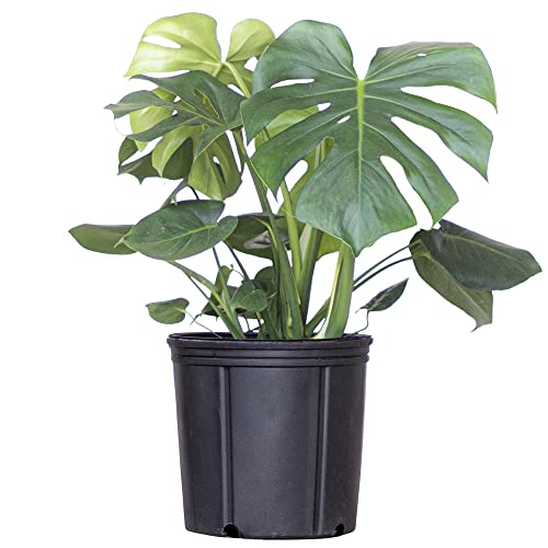 United Nursery Monstera Deliciosa, Split Leaf Philodendron, Swiss Cheese Plant Live Indoor Outdoor House Plant in 9.25 inch Grower Pot, Fresh from our Florida Farm