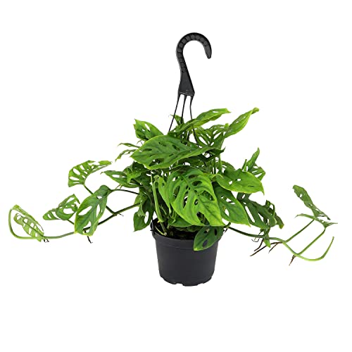 6" Swiss Cheese Plant Monstera Adansonii Live Plant Hanging Basket, Swiss Cheese Monstera Plant Live House Plants Indoors Live Plants Indoor Plants Live Houseplants Live Indoor by Plants for Pets