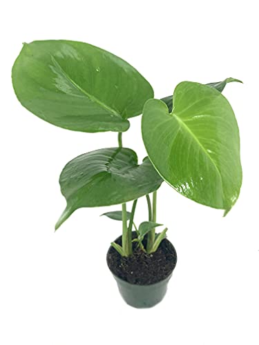 Split Leaf Philodendron - Live Plant in a 4 Inch Pot - Monstera Deliciosa - Beautiful Clean Air Indoor Plant