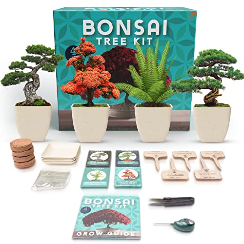 Indoor Bonsai Tree Kit - Bonsai Tree Starter Plant Kit + Bonsai Seeds Gift Sets - Arts and Crafts DIY Kits for Adults, Unique Gardening Gifts for Women & Men, Plant Lovers Gift Gardening Craft Kits