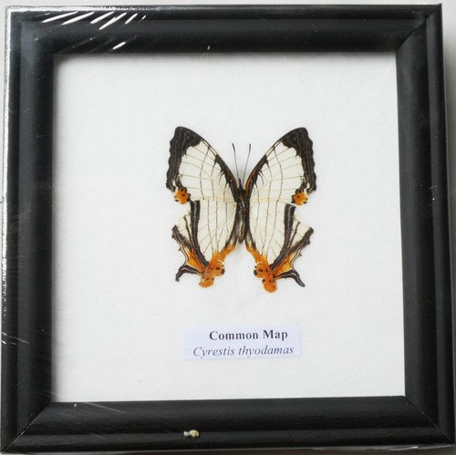 FRAMED REAL BEAUTIFUL THE COMMON MAP BUTTERFLY DISPLAY INSECT TAXIDERMY 5"X5"X1"