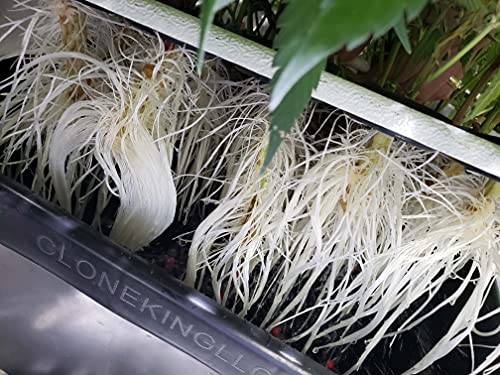 CLONE KING 64 Site Aeroponic Cloning Machine Cloner Expect 100% Success Rates!!!