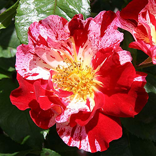 Fourth of July Climbing Rose by Heirloom Roses - Multi Colored Climbing Rose Plant