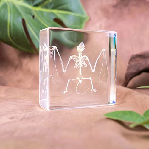 Real Bat Skeleton Specimen in Resin for Science Classroom Science Education Great Gift for Fans of Taxidermy, Animal Skull, Biology, Oddities