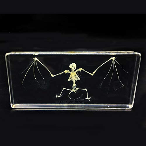 Real Bat Skeleton Specimen in Acrylic Block Paperweights Science Classroom Specimens for Science Education5.5x2.5x1 Inch