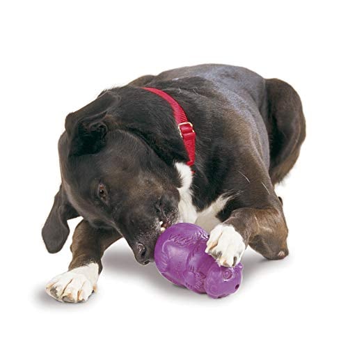 PetSafe Busy Buddy Squirrel Dude Dog Toy - Treat Dispensing Toy  Extra Small, Small, Medium and Large Sizes