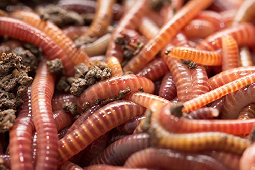 Red Wiggler Composting Worms 1/4 pound 250-400 Count Eisenia fetida