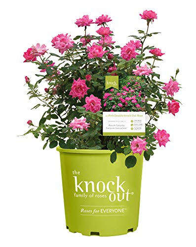 Green Promise Farms Rosa `Double Knock Out` (Reblooming) Rose, 3 Size Container, pink flower