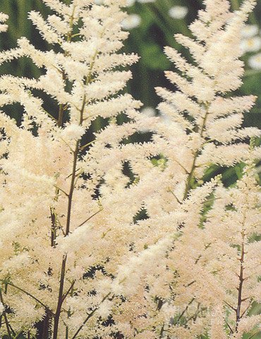 Bridal Veil Astilbe