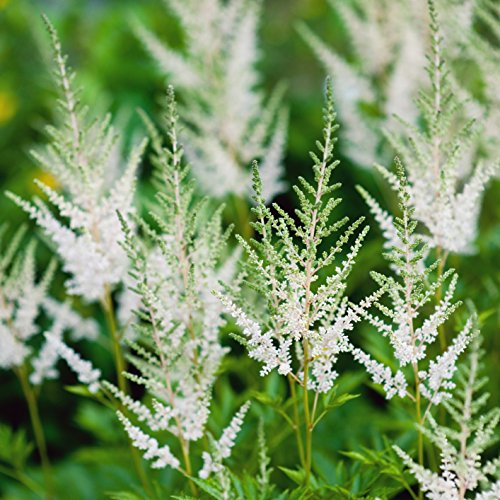 White Astilbe Deutschland | Feathery White Plumes - 1 Bare Root Plant - 3-5 Eye - False Spirea - Pollinator-Friendly Flowers | Easy to Grow