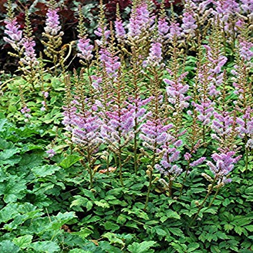 Perennial Farm Marketplace Astilbe c. 'Pumila' (False Spirea) Perennial, Size-#1 Container, Purple-Rose Spikes